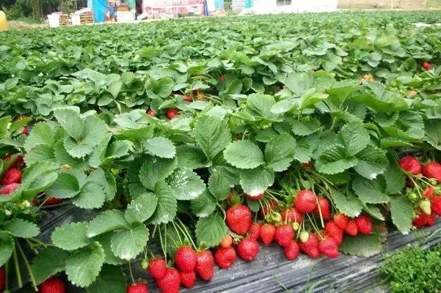 西安哪里摘草莓价格便宜呢?新建沣河收费站-图2 西安哪里摘草莓价格便宜呢?新建沣河收费站-图2
