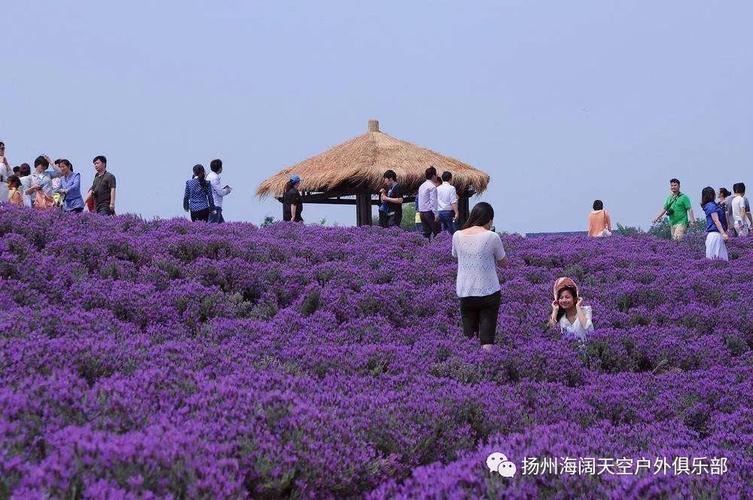 想知道: 南京市江宁薰衣草庄园在哪？南京薰衣草庄园收费吗
