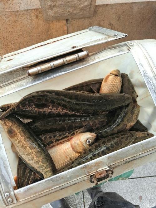 哈尔滨好多鱼多少钱一盒?哈尔滨白鱼泡钓鱼收费-图2 哈尔滨好多鱼多少钱一盒?哈尔滨白鱼泡钓鱼收费-图2