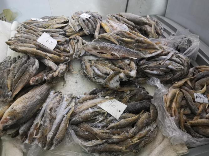 一斤鱼烘干有几两?饭店加工鱼收费-图2 一斤鱼烘干有几两?饭店加工鱼收费-图2