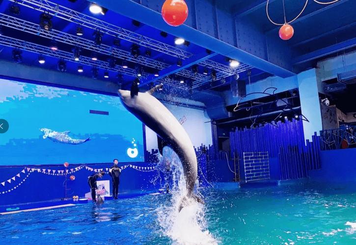 去抚顺海洋馆没带身份证怎么办?抚顺海洋馆停车不收费-图2 去抚顺海洋馆没带身份证怎么办?抚顺海洋馆停车不收费-图2