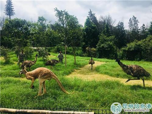 云南野生动物园可以寄存行李吗?云南行李寄存怎么收费-图3 云南野生动物园可以寄存行李吗?云南行李寄存怎么收费-图3