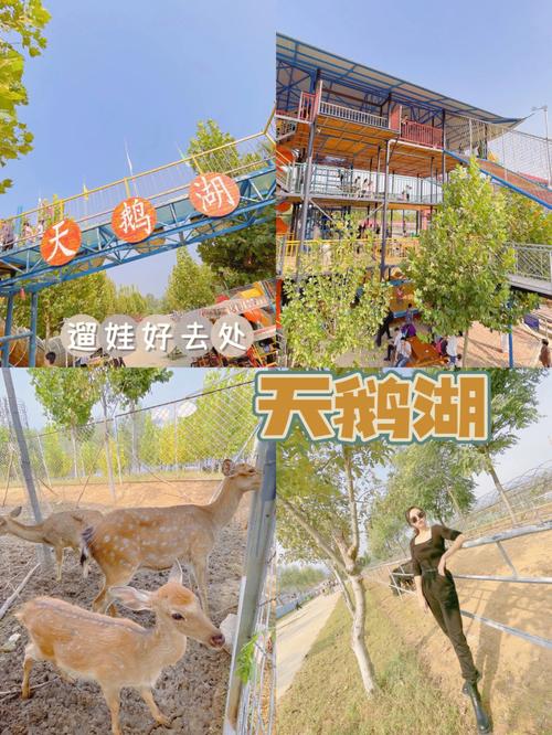 泰安市里有什么好玩的地方？天鹅湖收费吗泰安
