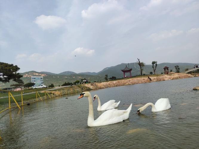泰安市里有什么好玩的地方?天鹅湖收费吗泰安-图3 泰安市里有什么好玩的地方?天鹅湖收费吗泰安-图3