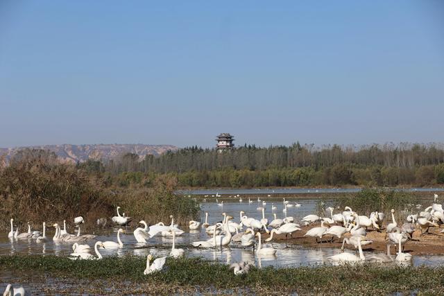 三门峡黄河湿地公园要门票吗?三门峡天鹅湖计划收费-图3 三门峡黄河湿地公园要门票吗?三门峡天鹅湖计划收费-图3