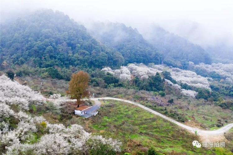惠东梁化梅园要不要门票?梅园 收费-图2 惠东梁化梅园要不要门票?梅园 收费-图2
