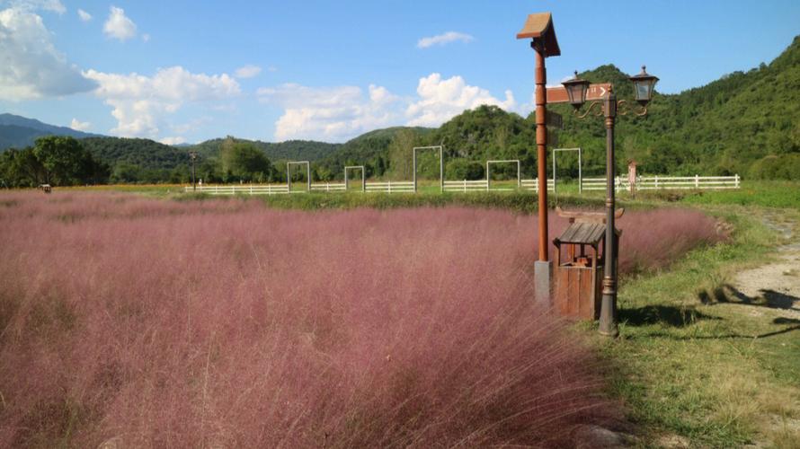 石景山公园粉黛乱子草在哪里石景山粉黛花在那里？石景山收费停车场-图3