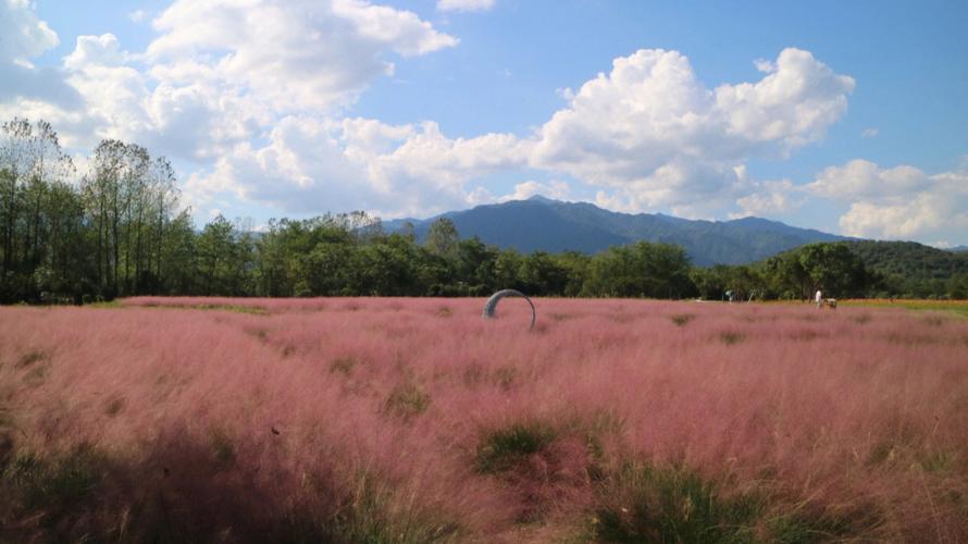 石景山公园粉黛乱子草在哪里石景山粉黛花在那里？石景山收费停车场