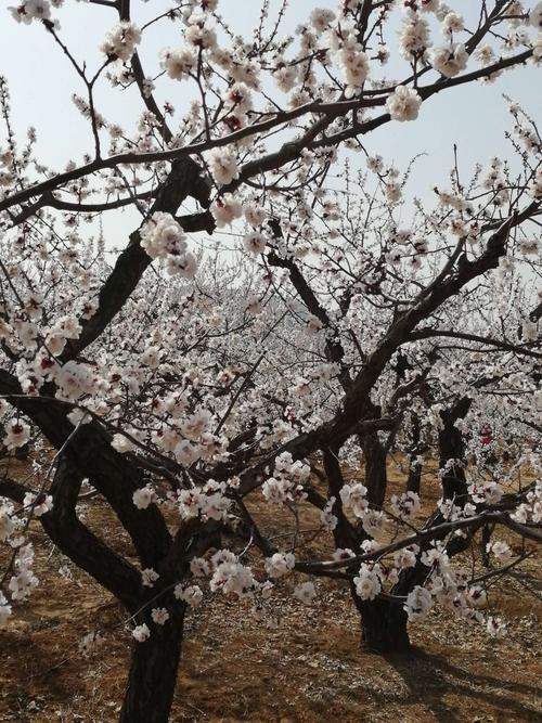 保定杏花什么时候开？保定千亩花海收费吗