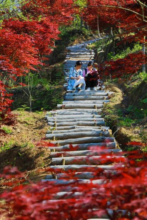 巴南彩色森林公园路线怎么走?彩色森林收费-图2 巴南彩色森林公园路线怎么走?彩色森林收费-图2