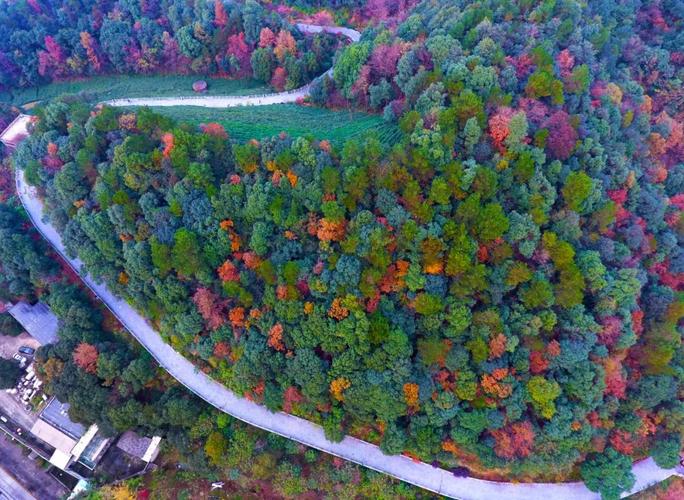 巴南彩色森林公园路线怎么走?彩色森林收费-图3 巴南彩色森林公园路线怎么走?彩色森林收费-图3