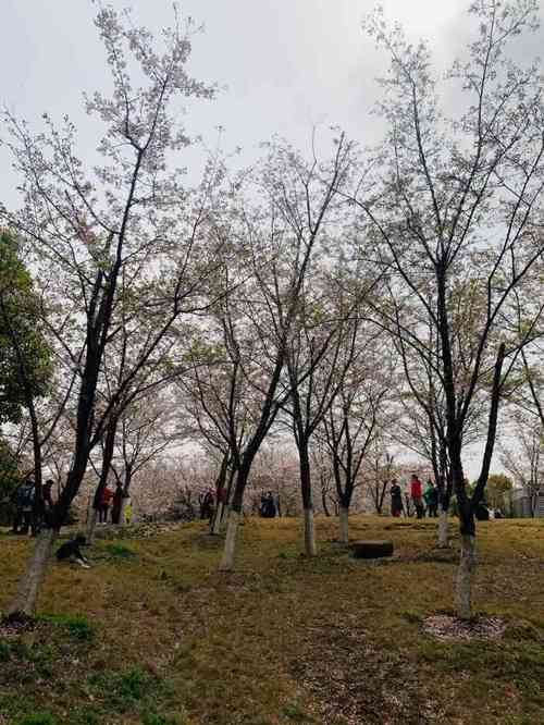 堤角牛骨头哪家正宗?堤角公园停车场收费-图3 堤角牛骨头哪家正宗?堤角公园停车场收费-图3