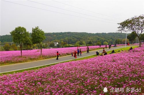 龙灵山生态公园停车哪边方便?花坡村收费吗-图2 龙灵山生态公园停车哪边方便?花坡村收费吗-图2