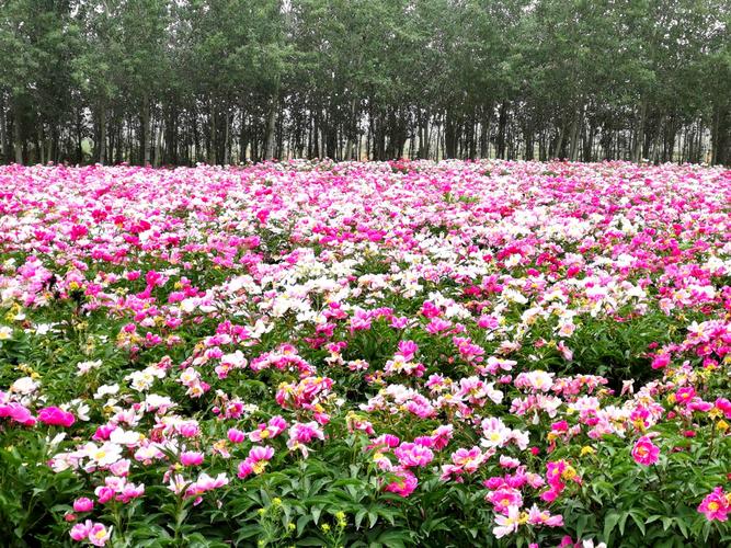 芍药花海景点介绍?洛阳国花园夏季收费吗-图3 芍药花海景点介绍?洛阳国花园夏季收费吗-图3