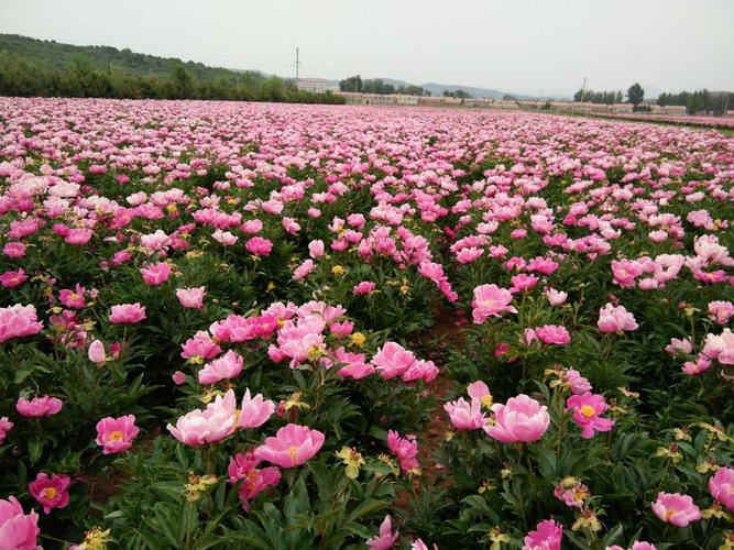 芍药花海景点介绍?洛阳国花园夏季收费吗-图2 芍药花海景点介绍?洛阳国花园夏季收费吗-图2