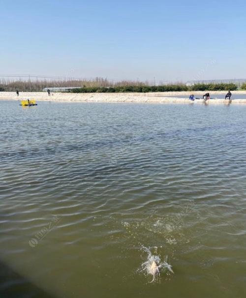 上海哪里可以钓鱼免费?上海水库钓鱼收费吗-图3 上海哪里可以钓鱼免费?上海水库钓鱼收费吗-图3