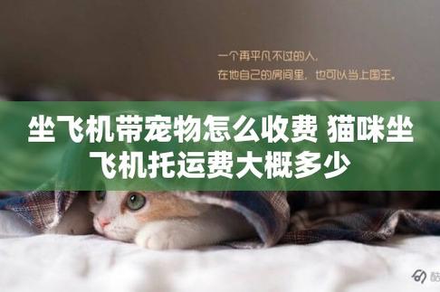 坐飞机带宠物需要额外费用吗?乘飞机带宠物怎么收费-图3 坐飞机带宠物需要额外费用吗?乘飞机带宠物怎么收费-图3