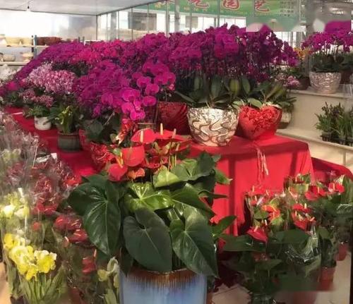 芳村花卉市场买花攻略?芳村地铁站停车收费-图3 芳村花卉市场买花攻略?芳村地铁站停车收费-图3