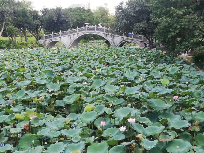 深圳市洪湖公园是几年落成的？洪湖公园游泳收费