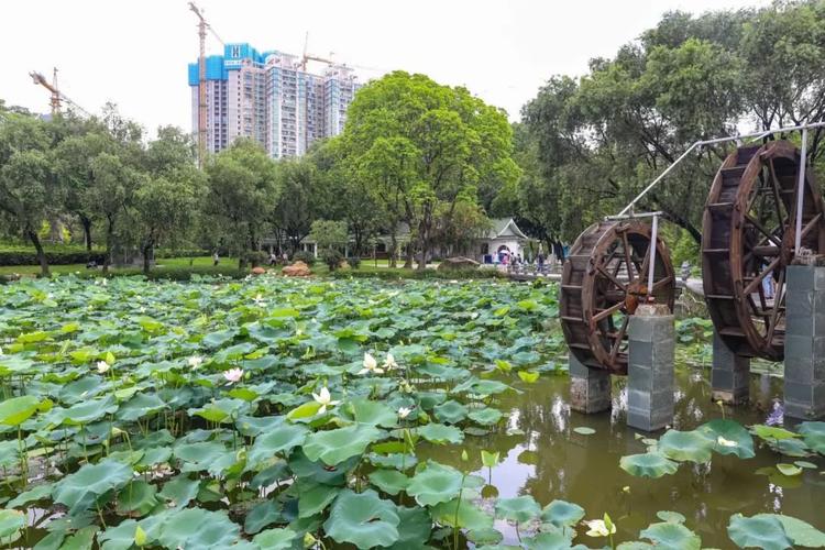 深圳市洪湖公园是几年落成的?洪湖公园游泳收费-图3 深圳市洪湖公园是几年落成的?洪湖公园游泳收费-图3