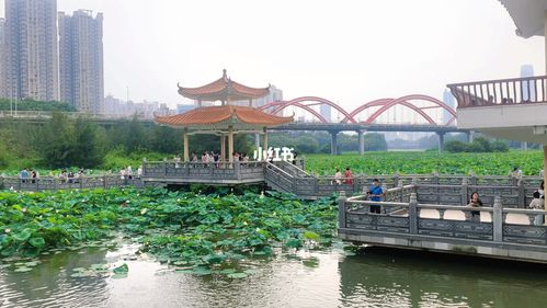 深圳市洪湖公园是几年落成的?洪湖公园游泳收费-图2 深圳市洪湖公园是几年落成的?洪湖公园游泳收费-图2