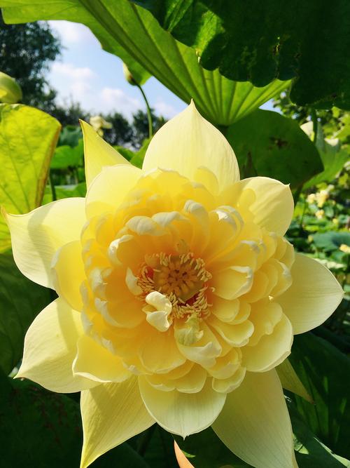 花仙子与东方红荷哪种好?日照荷仙子是否收费-图1 花仙子与东方红荷哪种好?日照荷仙子是否收费-图1