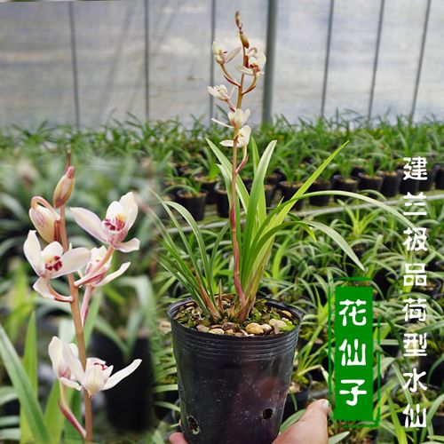 花仙子与东方红荷哪种好?日照荷仙子是否收费-图3 花仙子与东方红荷哪种好?日照荷仙子是否收费-图3