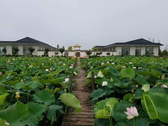 花仙子与东方红荷哪种好?日照荷仙子是否收费-图2 花仙子与东方红荷哪种好?日照荷仙子是否收费-图2
