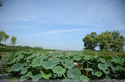 铁岭2022年莲花湖湿地要门票吗？铁岭站停车场收费吗