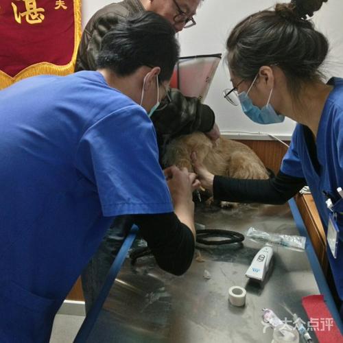 请问北京哪里有24小时宠物医院?怡亚动物医院收费-图2 请问北京哪里有24小时宠物医院?怡亚动物医院收费-图2