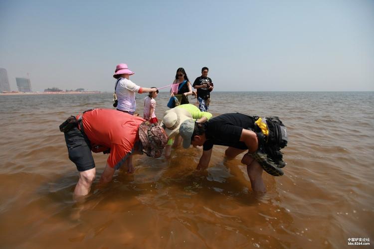 东戴河哪里可以赶海抓鱼拾贝?止锚湾沙滩乱收费哪管-图3 东戴河哪里可以赶海抓鱼拾贝?止锚湾沙滩乱收费哪管-图3