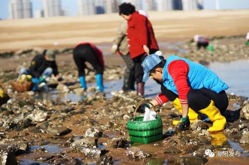 烟台哪里免费赶海？长岛赶海园收费