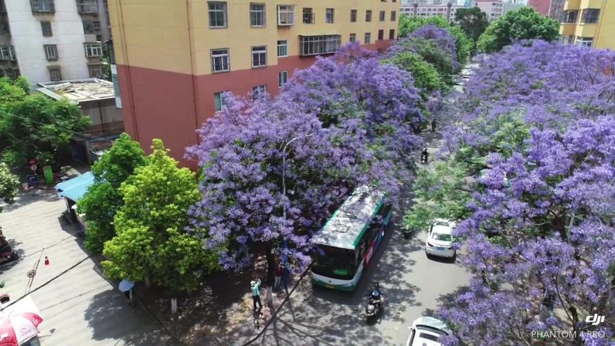 昆明看蓝花楹方便停车的地方？教场停车场收费