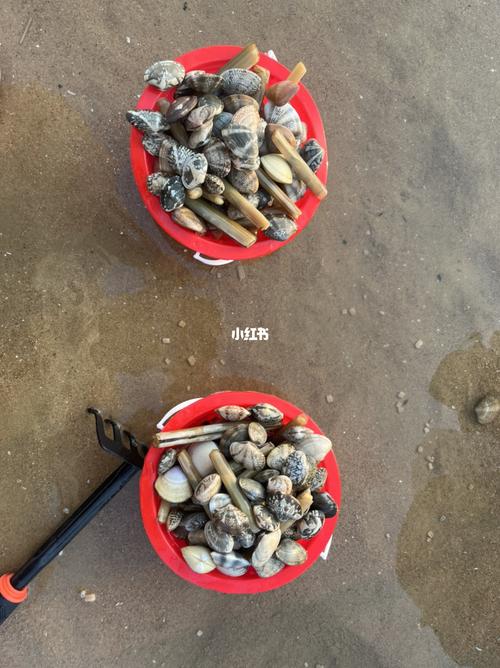 近期想去日照，请问李家台赶海园、刘家湾赶海园和太公岛哪一个赶海拾贝更好一些呢？李家台赶海园收费-图2