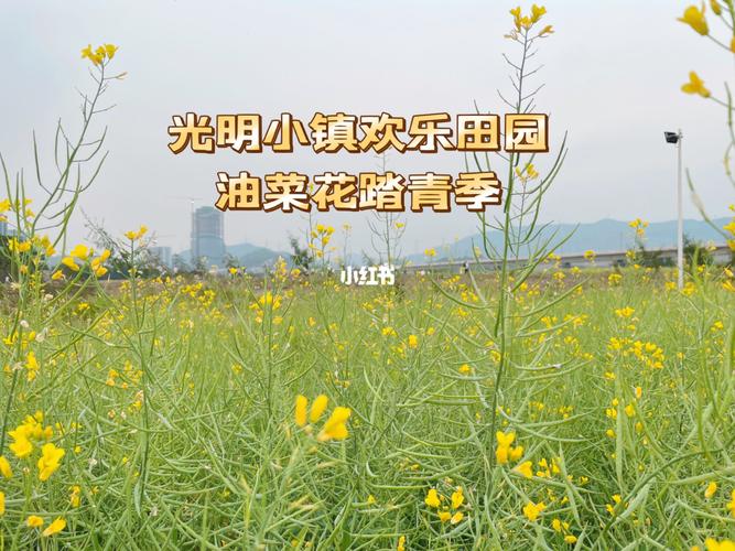 深圳光明小镇油菜花海要门票吗?楼村市场停车收费标准-图2 深圳光明小镇油菜花海要门票吗?楼村市场停车收费标准-图2