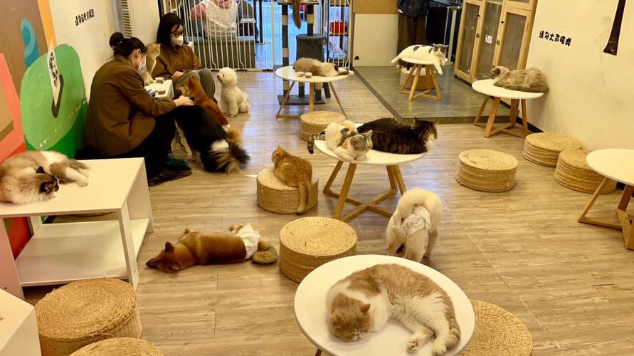 猫咖大概人均消费多少？猫咪咖啡馆怎么收费-图1