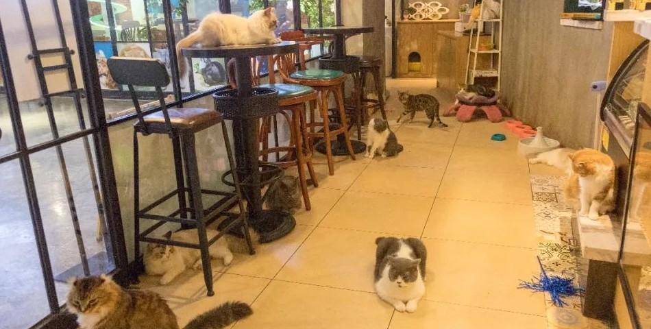 猫咖大概人均消费多少？猫咪咖啡馆怎么收费-图2