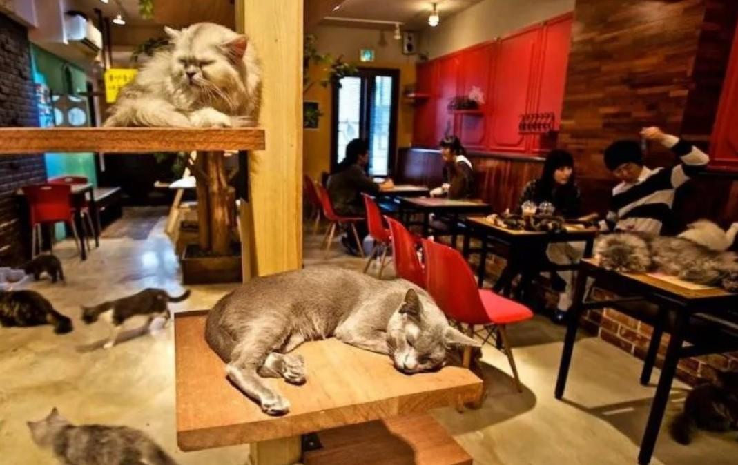 猫咖大概人均消费多少？猫咪咖啡馆怎么收费-图3