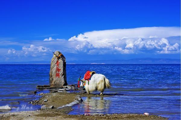 青海藏区旅游买的银碗是真的吗?青海湖藏民乱收费跟团-图3 青海藏区旅游买的银碗是真的吗?青海湖藏民乱收费跟团-图3