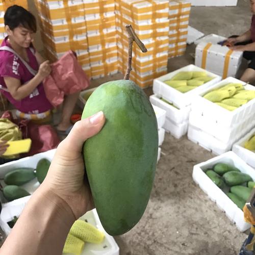 芒果原料验收标准?青芒测试收费标准-图3 芒果原料验收标准?青芒测试收费标准-图3