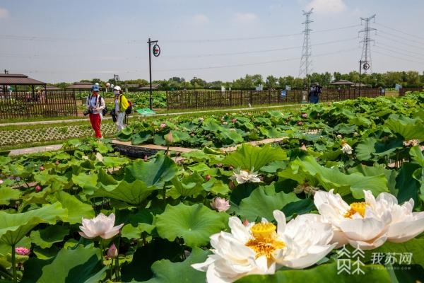 西埂莲乡值得玩吗?西埂莲乡哪些不收费-图2 西埂莲乡值得玩吗?西埂莲乡哪些不收费-图2