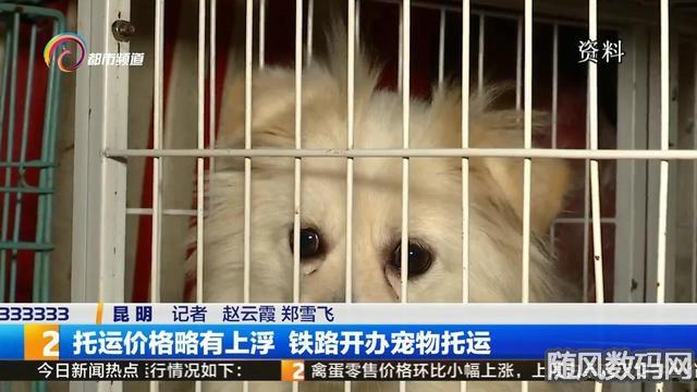 中铁快运可以托运狗狗吗?中铁快运托运宠物收费标准-图2 中铁快运可以托运狗狗吗?中铁快运托运宠物收费标准-图2