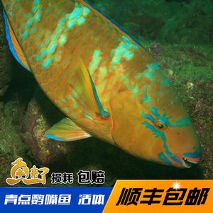 热带鱼黄龙怎么分公母?珠海黄龙口腔收费贵吗-图1 热带鱼黄龙怎么分公母?珠海黄龙口腔收费贵吗-图1