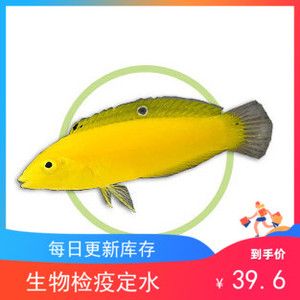 热带鱼黄龙怎么分公母?珠海黄龙口腔收费贵吗-图3 热带鱼黄龙怎么分公母?珠海黄龙口腔收费贵吗-图3