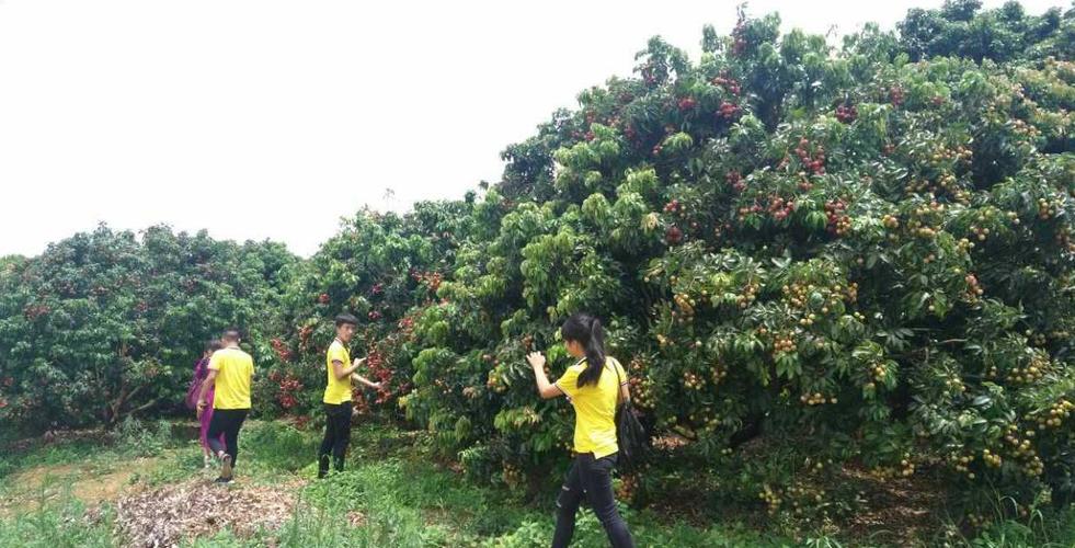 花都荔枝采摘最佳地点?增城荔枝采摘园的收费-图3 花都荔枝采摘最佳地点?增城荔枝采摘园的收费-图3