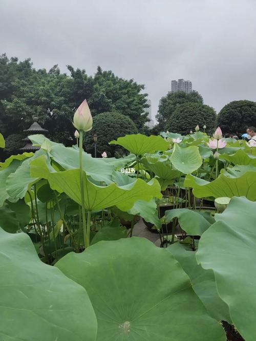 重庆华岩寺7月份荷花还有吗?重庆华岩看荷花收费不-图3 重庆华岩寺7月份荷花还有吗?重庆华岩看荷花收费不-图3