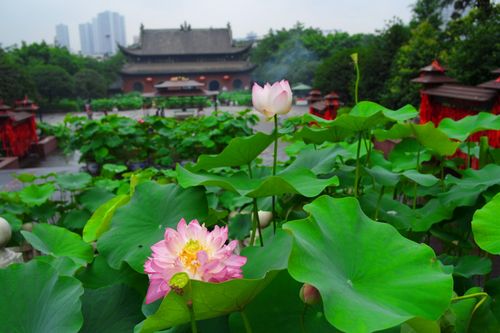 重庆华岩寺7月份荷花还有吗?重庆华岩看荷花收费不-图2 重庆华岩寺7月份荷花还有吗?重庆华岩看荷花收费不-图2