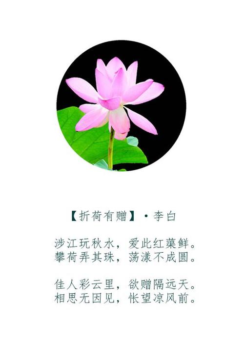 春末荷花的诗句？南京江浦荷花收费