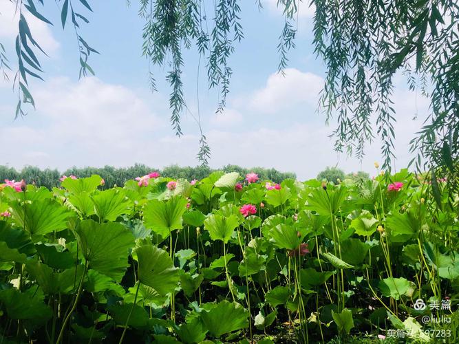 南京赏荷哪里好?南京龙潭水一方收费吗-图2 南京赏荷哪里好?南京龙潭水一方收费吗-图2