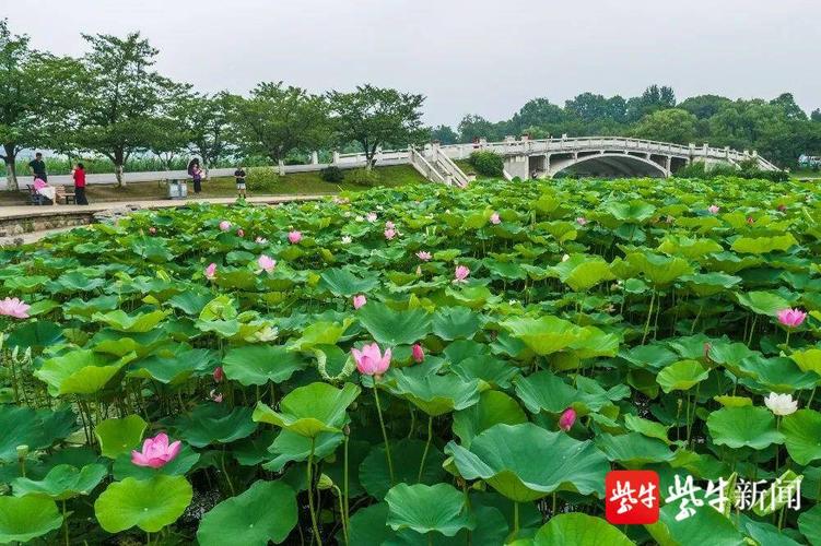 南京赏荷哪里好？南京龙潭水一方收费吗